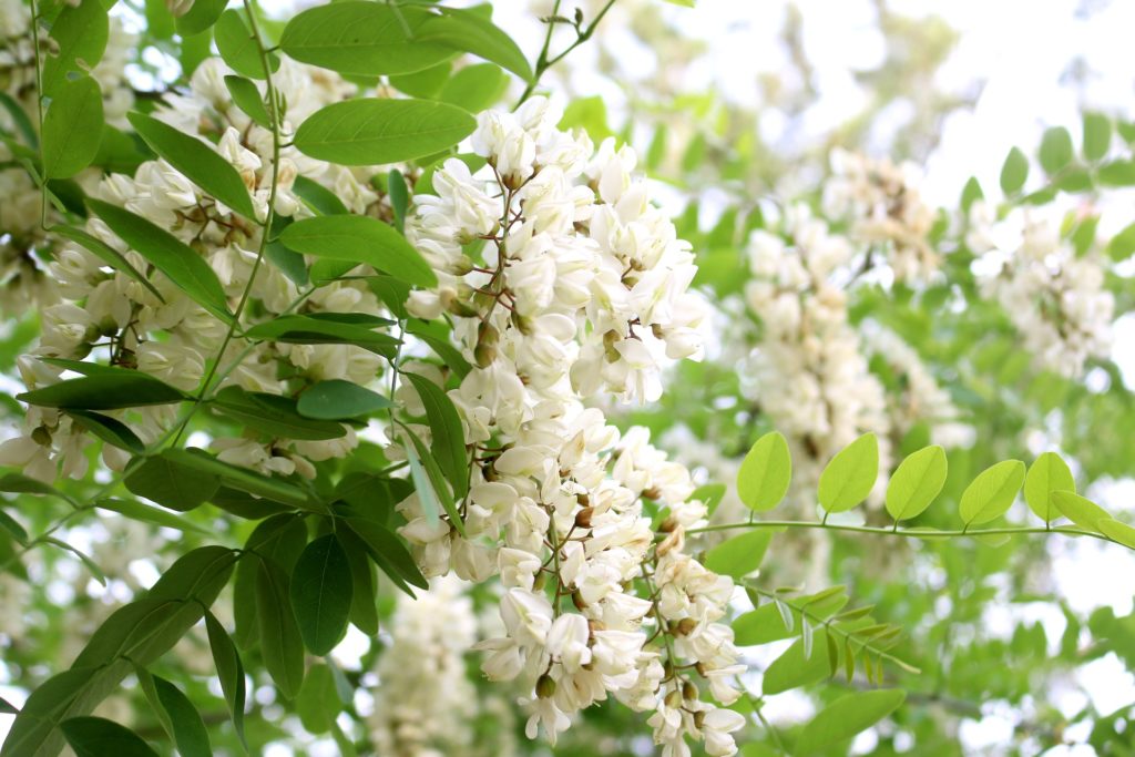 Fleur d'acacia