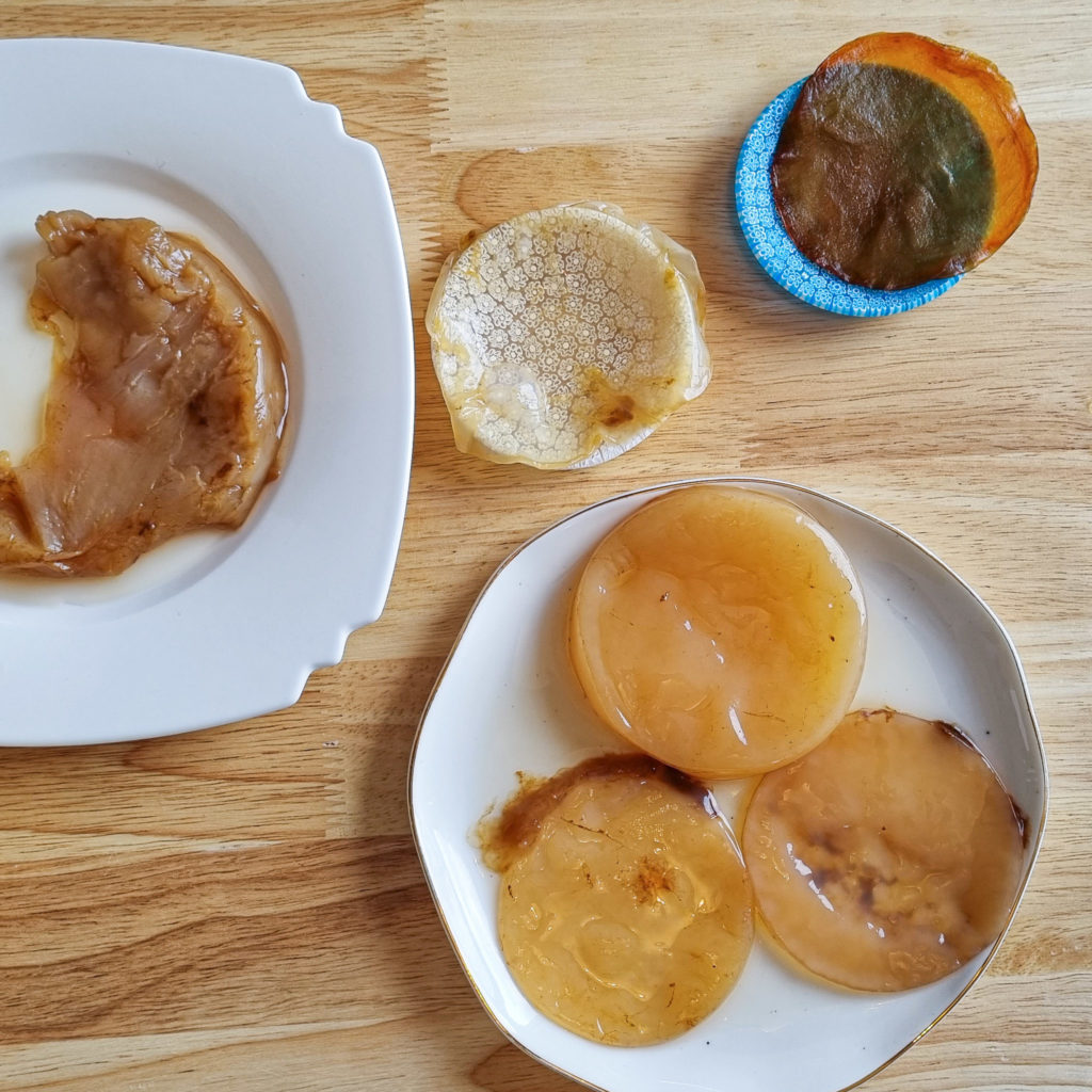 kombucha scoby