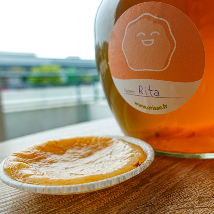 Mère de kombucha fraîche Orisae